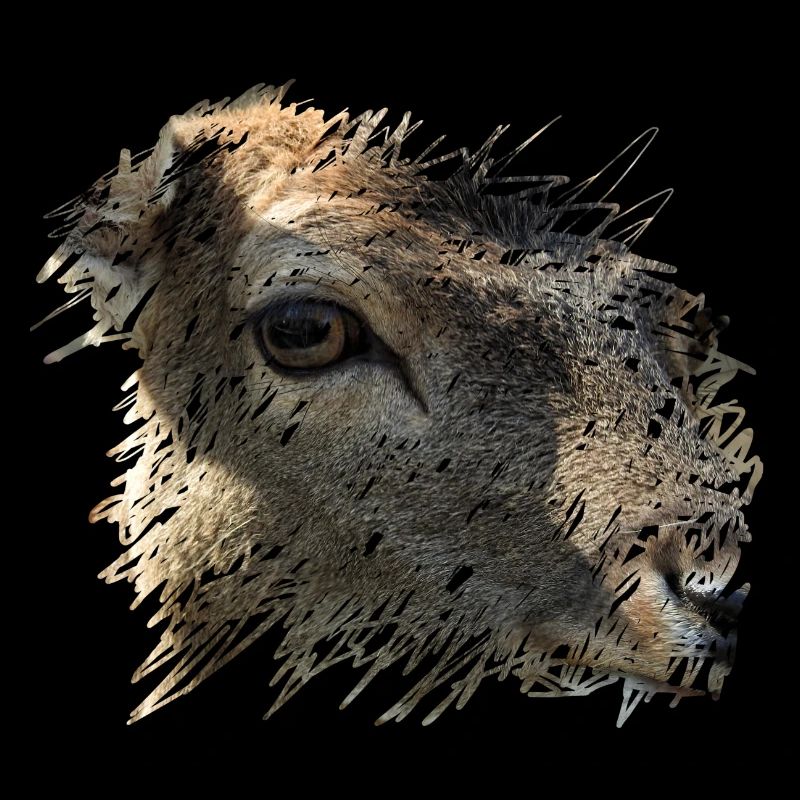 Fallow deer is observed by a hunter