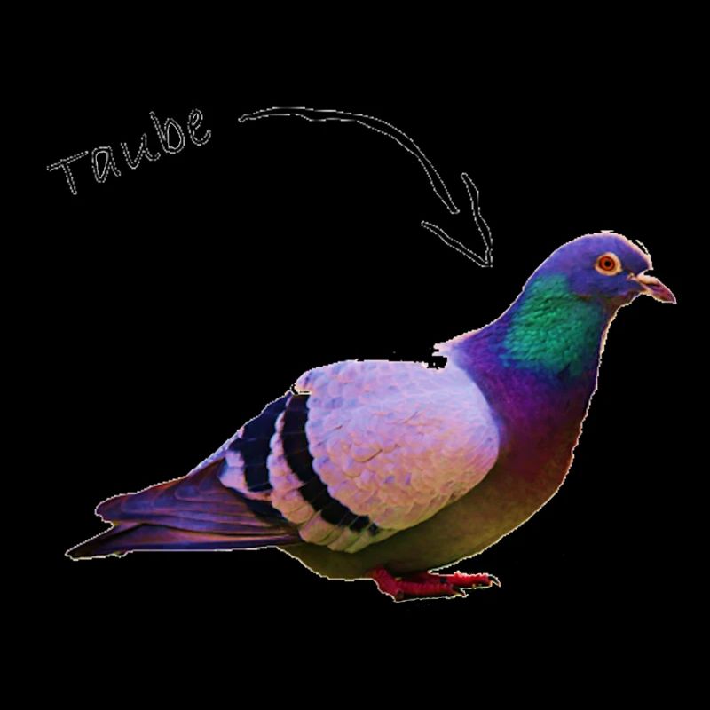 Taube