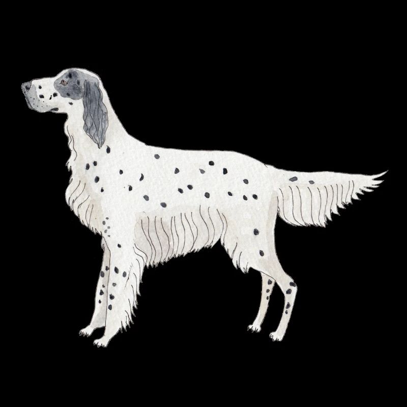 Setter anglais Chiens drôles