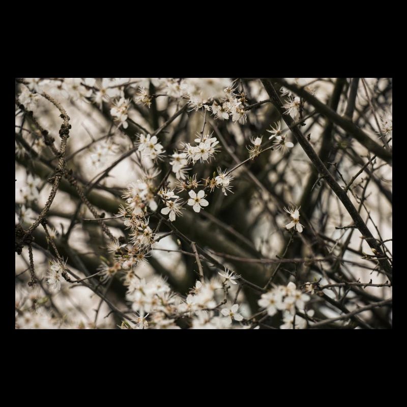 Fleur