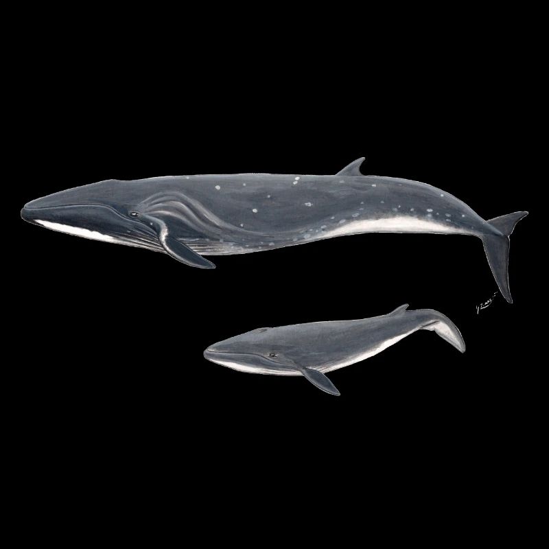 Baleine boréale boréale rorquale