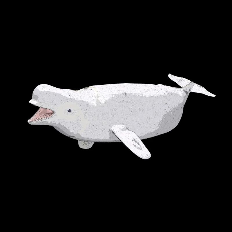 Beluga Wal, Geschenk, Geschenkidee