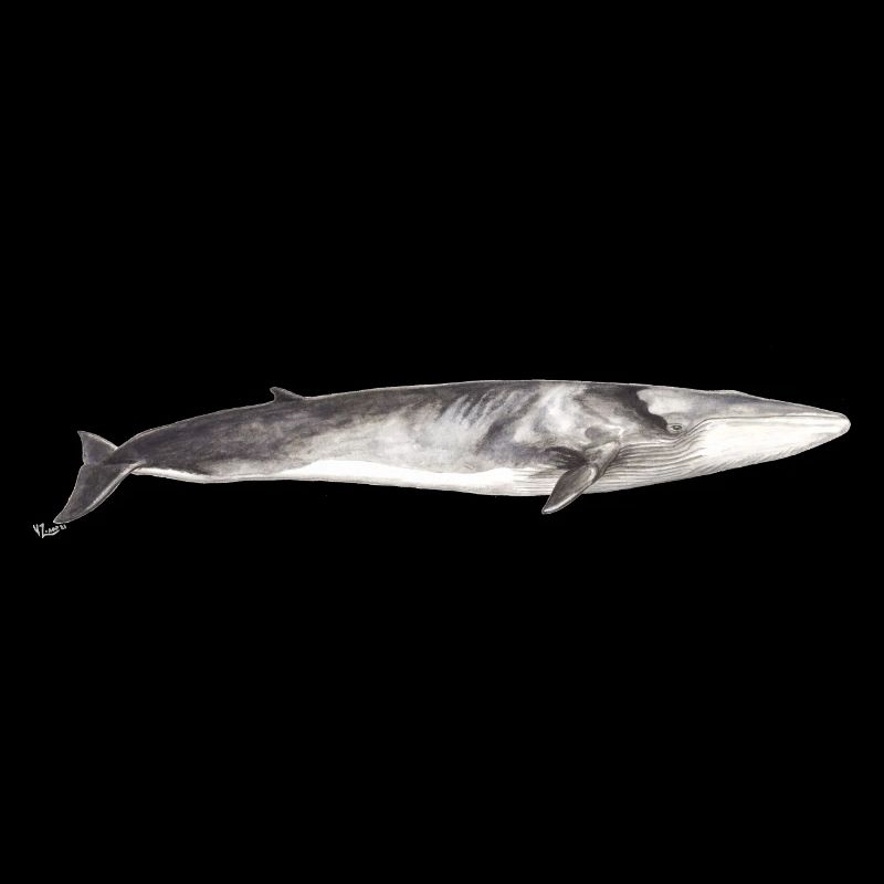 Rorqual commun Balaenoptera physalus