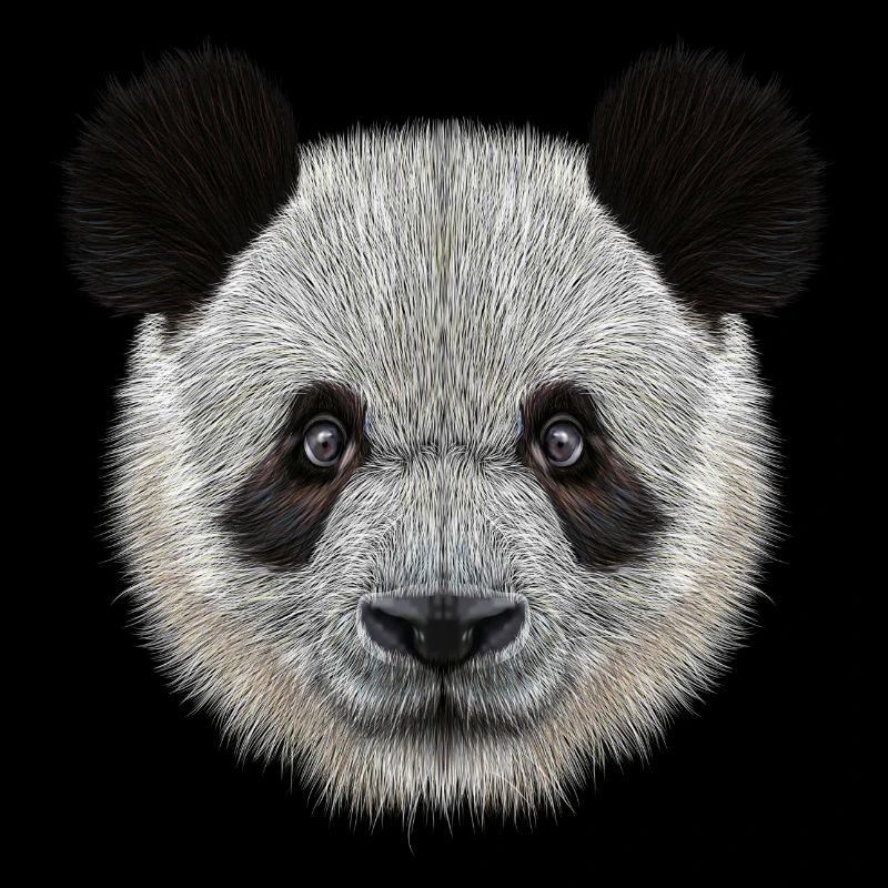 Panda Bear! Doux!