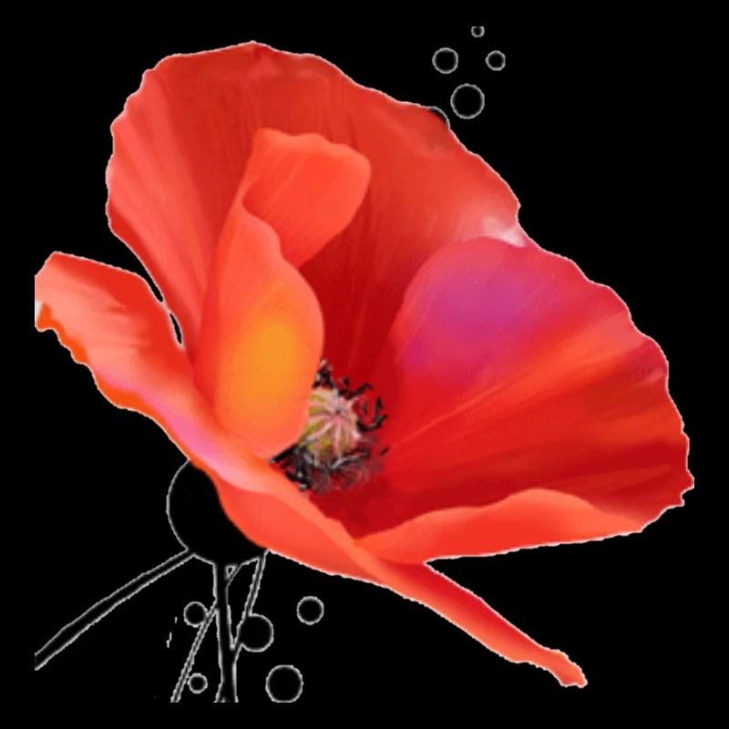 Mohn