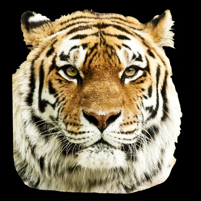tigre