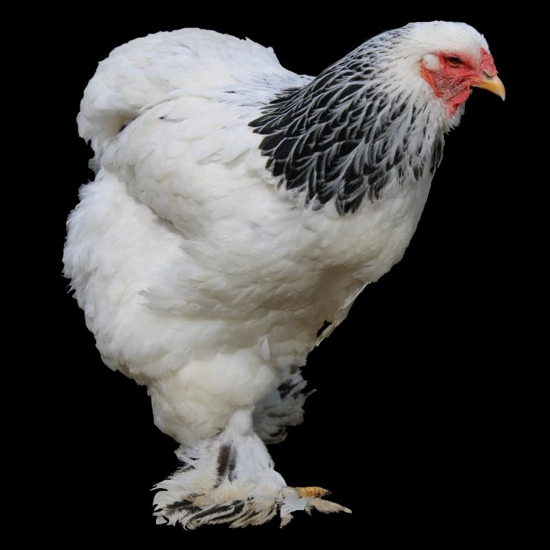 Brahma