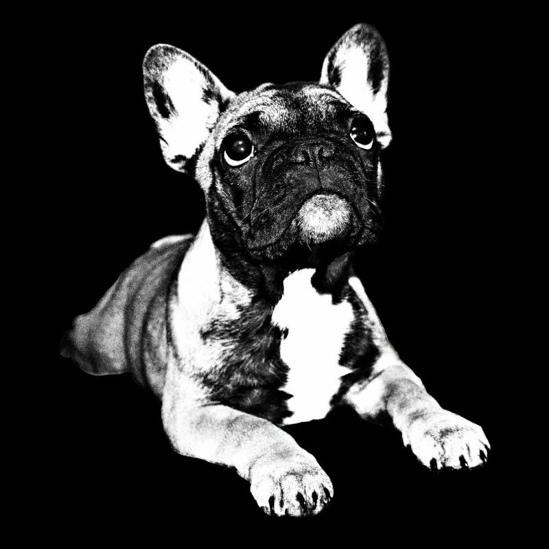 chiot bouledogue français