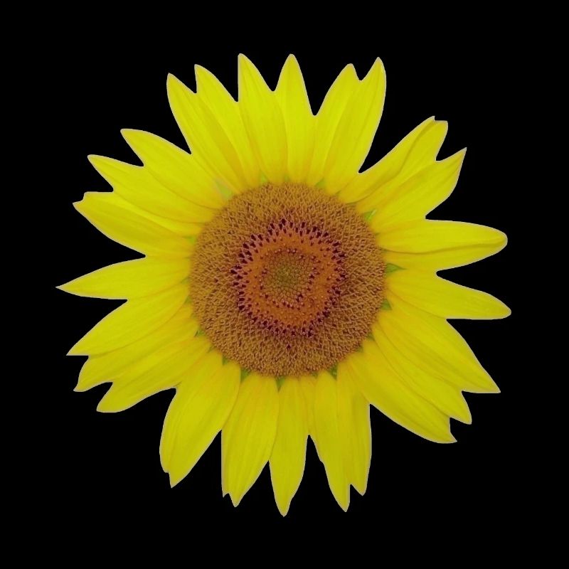 Sonnenblume