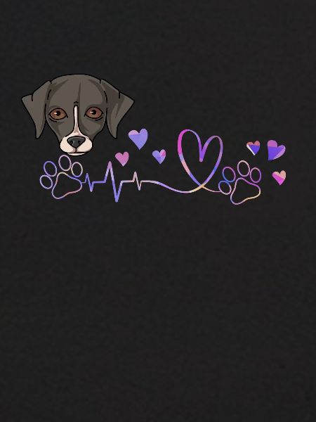 Whippet