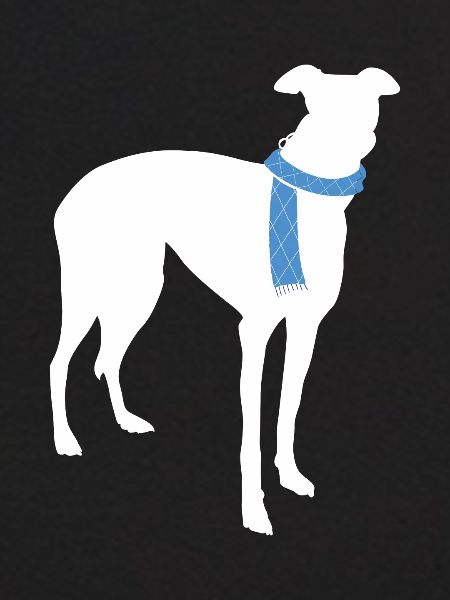 Whippet