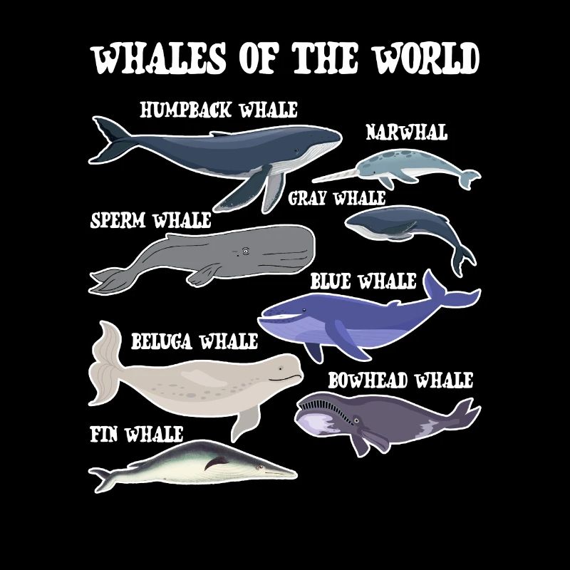 Les baleines du monde