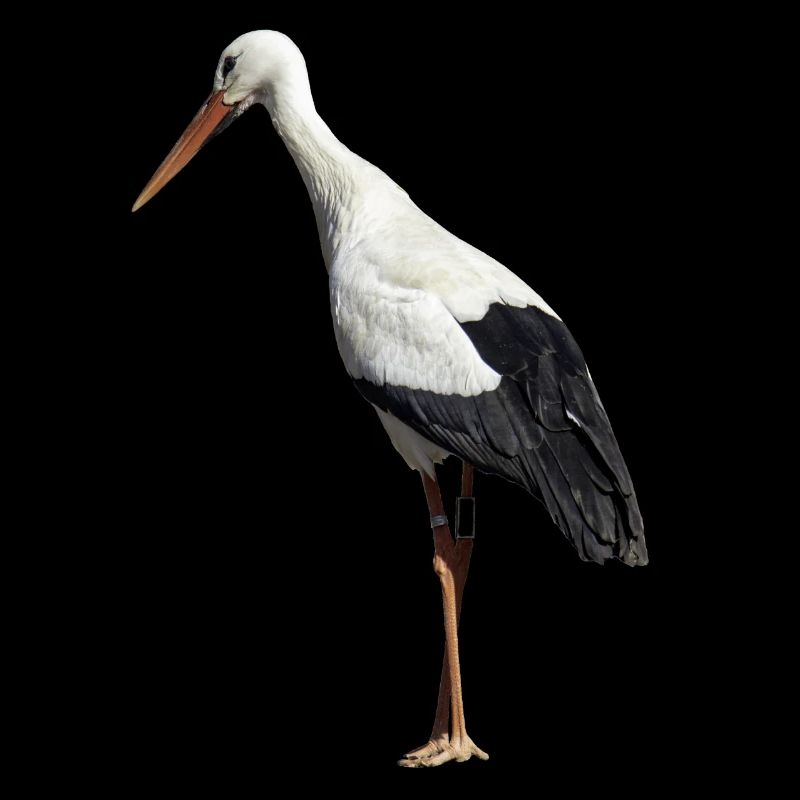 stork