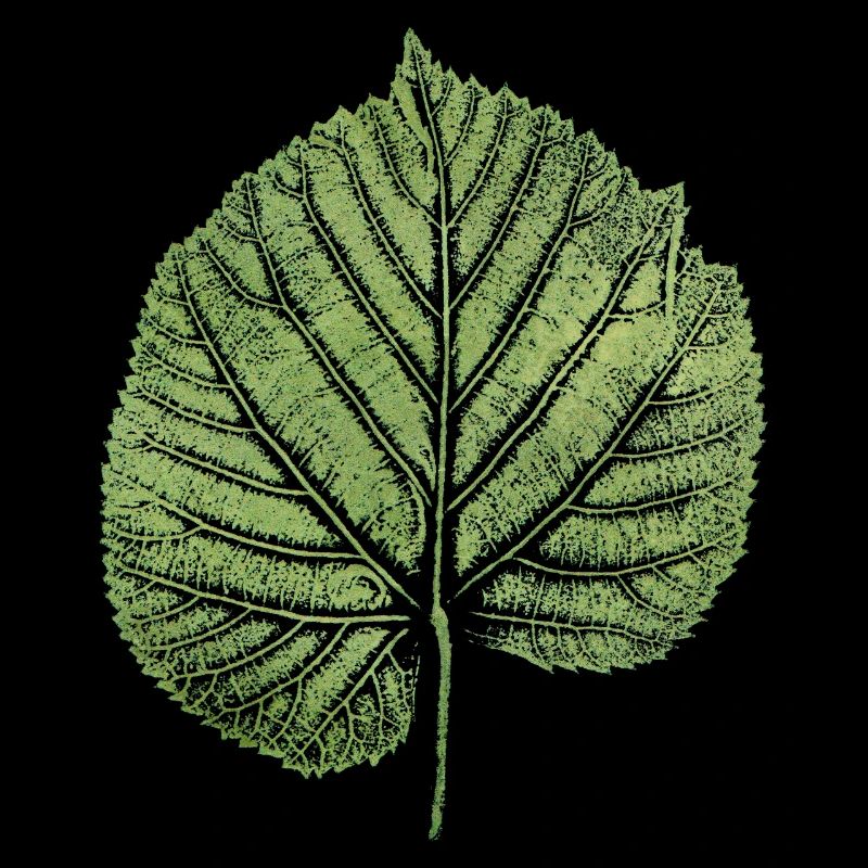Linden Leaf / Leaf Linden / NATURE