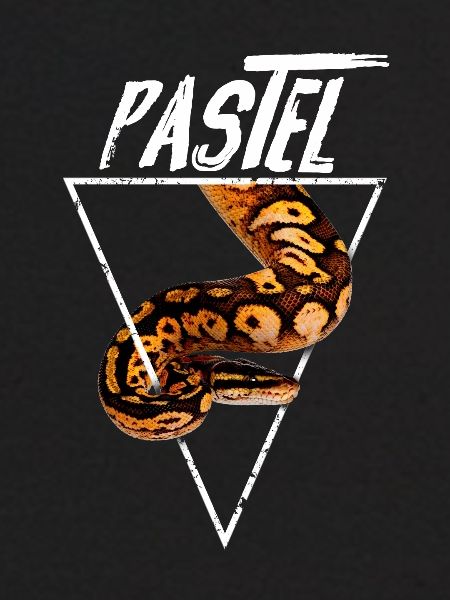 Pastel Ball Python Propriétaire