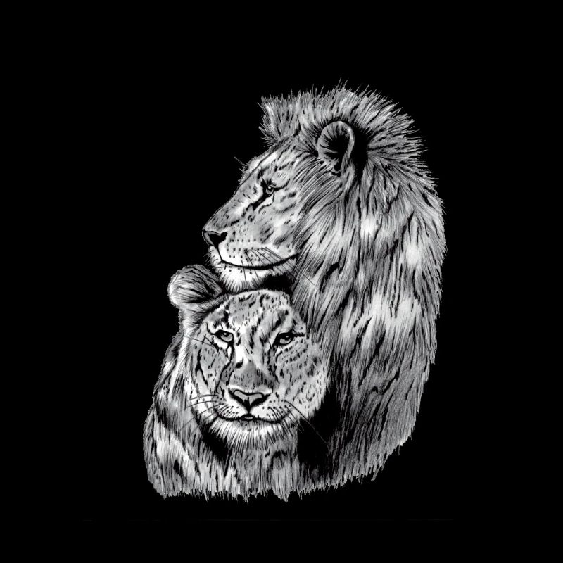 lion et lionne