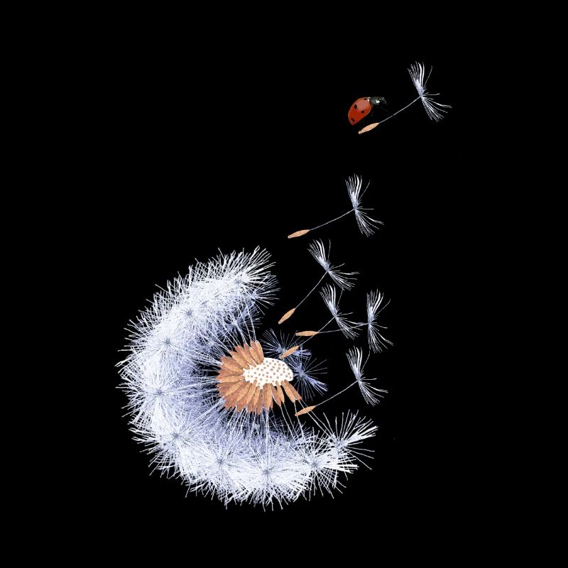 Ladybird on Dandelion Seed