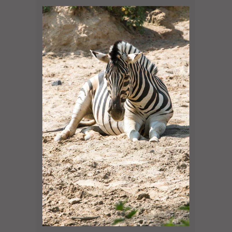 Zebra (auf Deutsch Zebra oder Zebras) Hippotigris