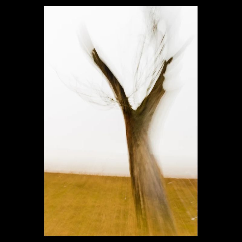 The dead tree trunk forks