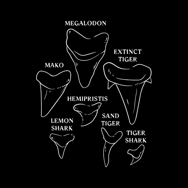 Shark Tooth types