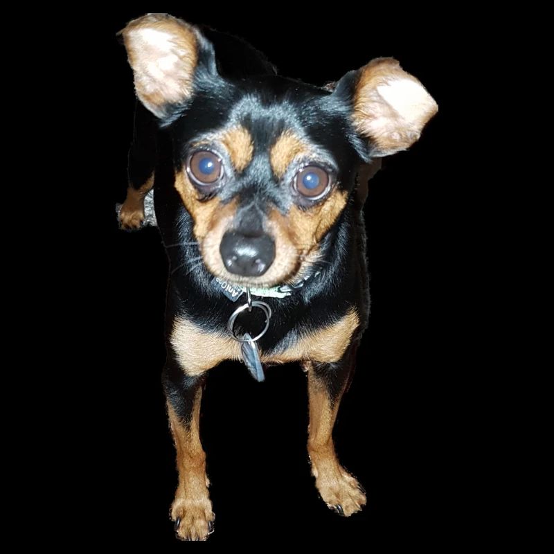 Chien Pinscher miniature