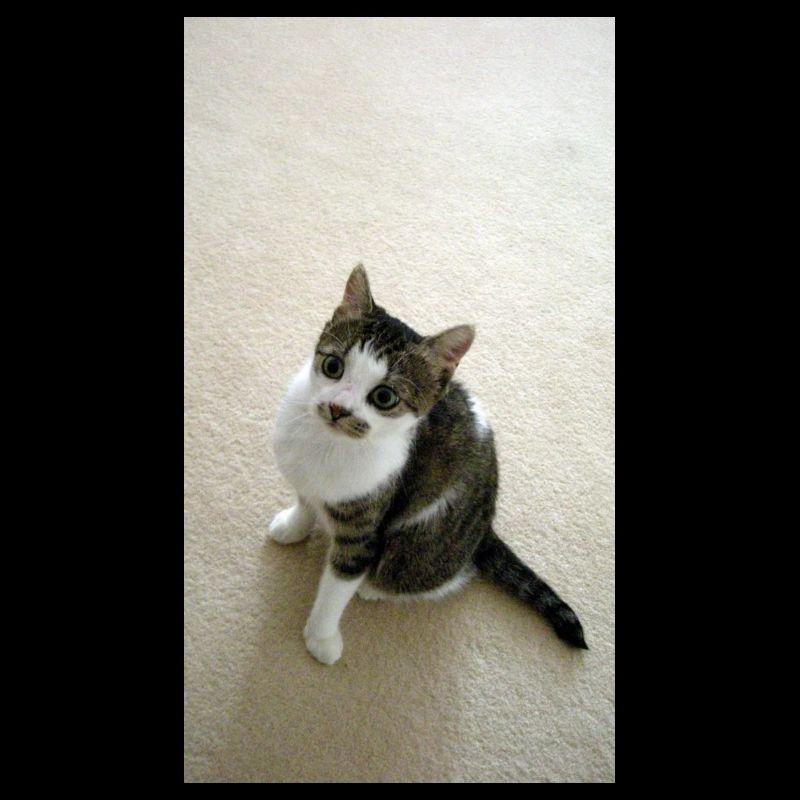 Pretty Kitty