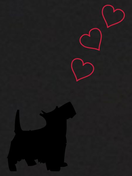petit chien
