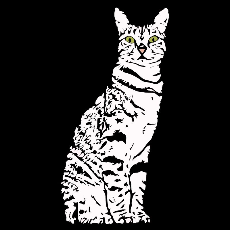 Chat Blanc Blanc Chats Chaton mignon