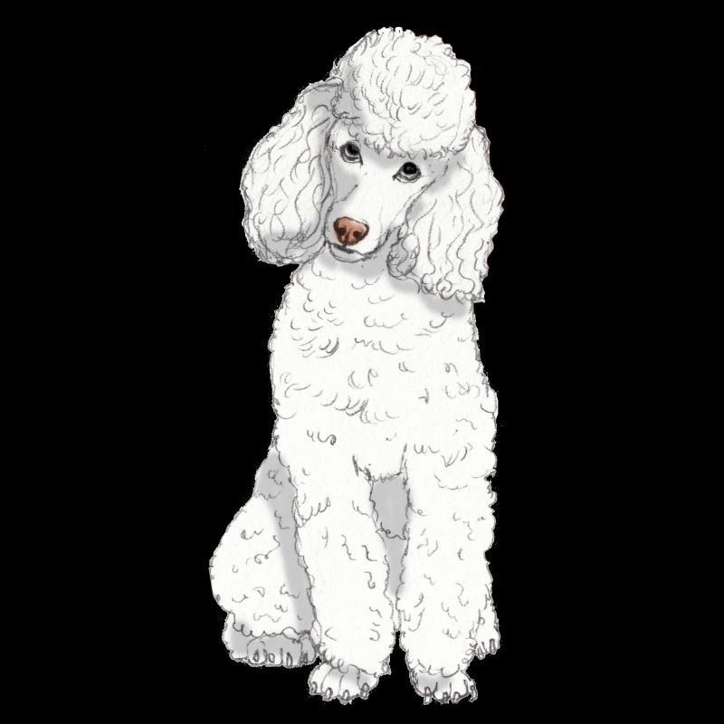 Caniche jouet blanc