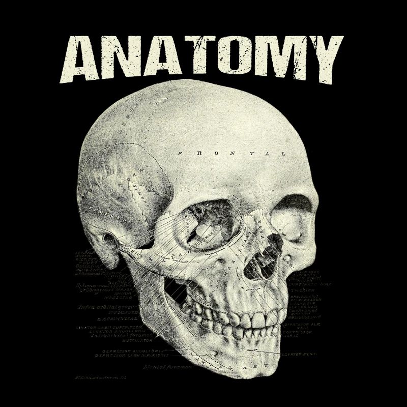 Anatomie