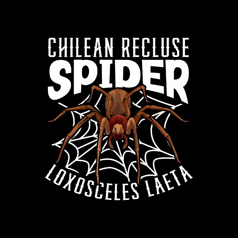 Araignée d’angle chilienne
