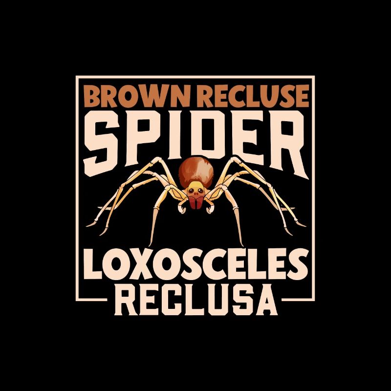 Araignée recluse brune