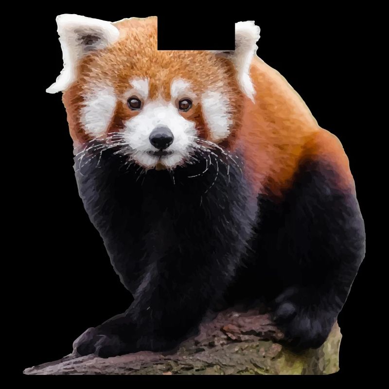 Doux petit panda rouge et mignon chat ours