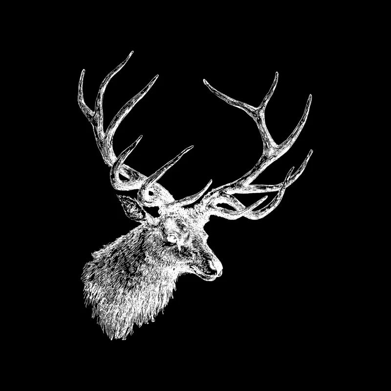 Cerf - bois de cerf