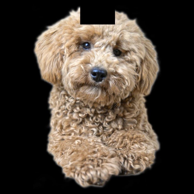 Poodle Pepe