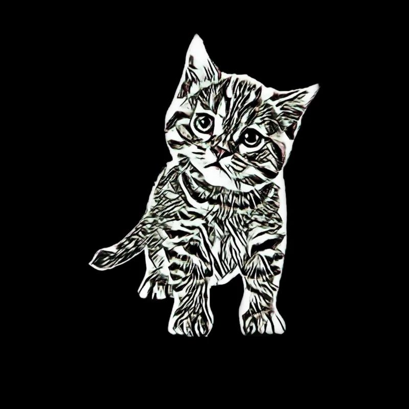 kitten