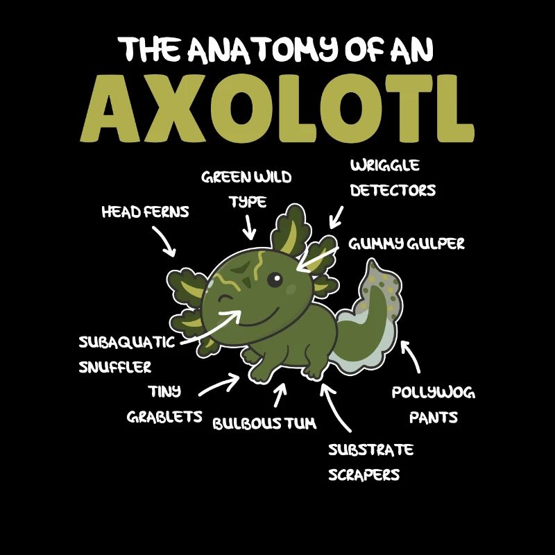 Axolotl Explication Anatomie d’un Axolotl