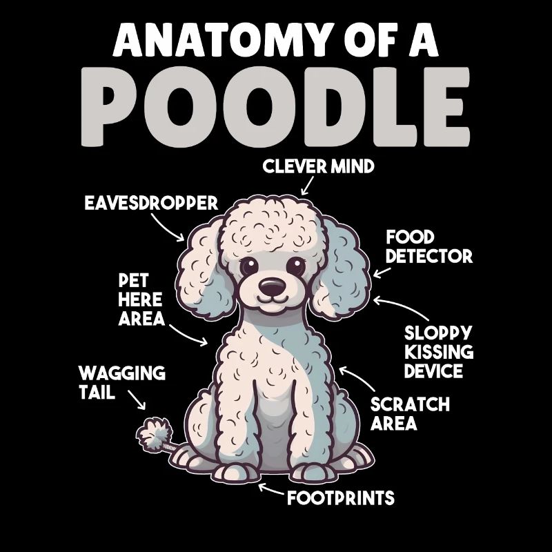 Explication du chien Anatomie d’un caniche