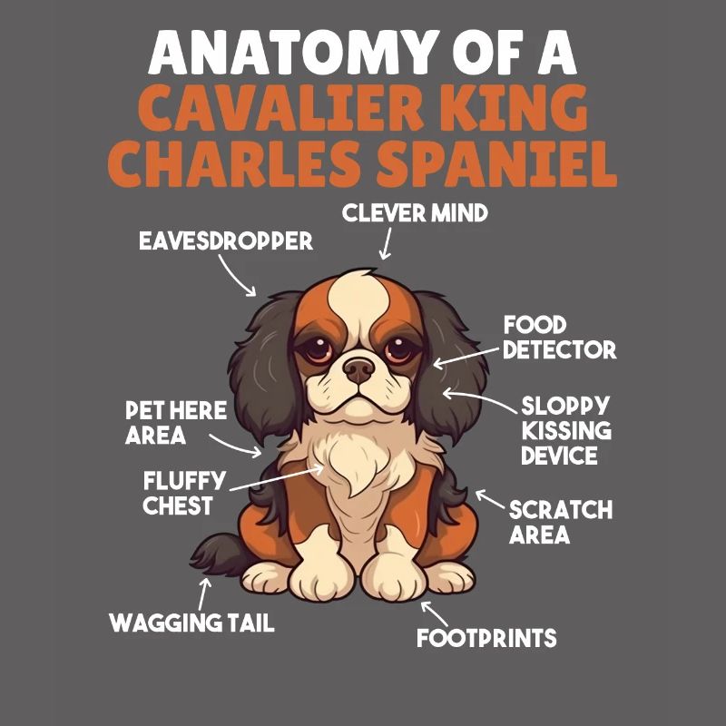 Explication du chien Anatomie d’un roi cavalier