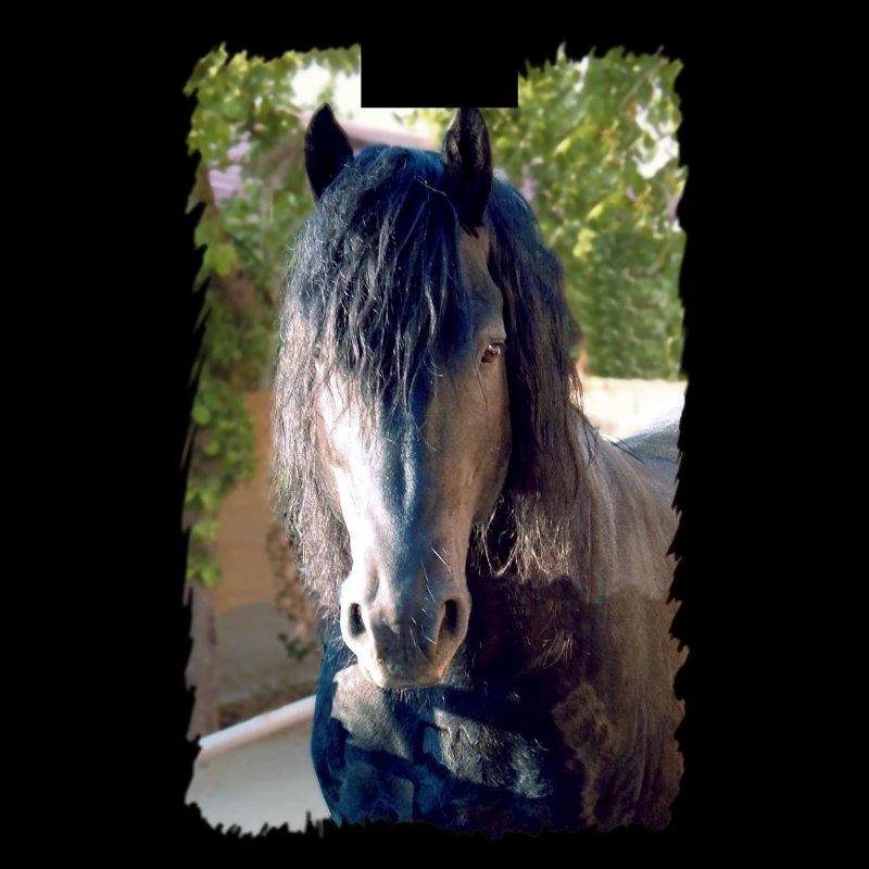 Friesenpferd