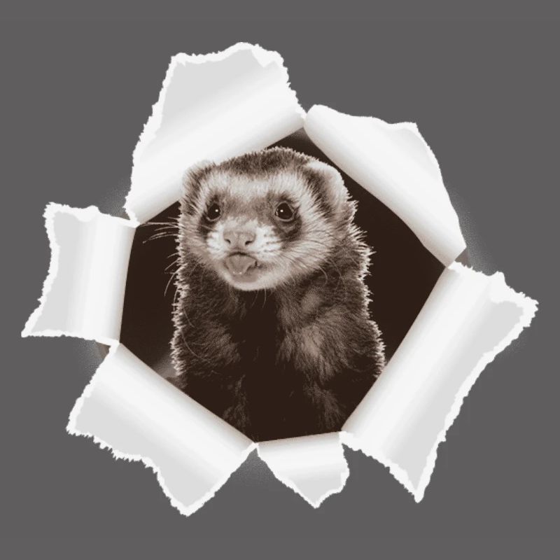 Weasel looking through hole
