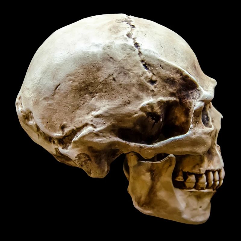 Skull – Skull
