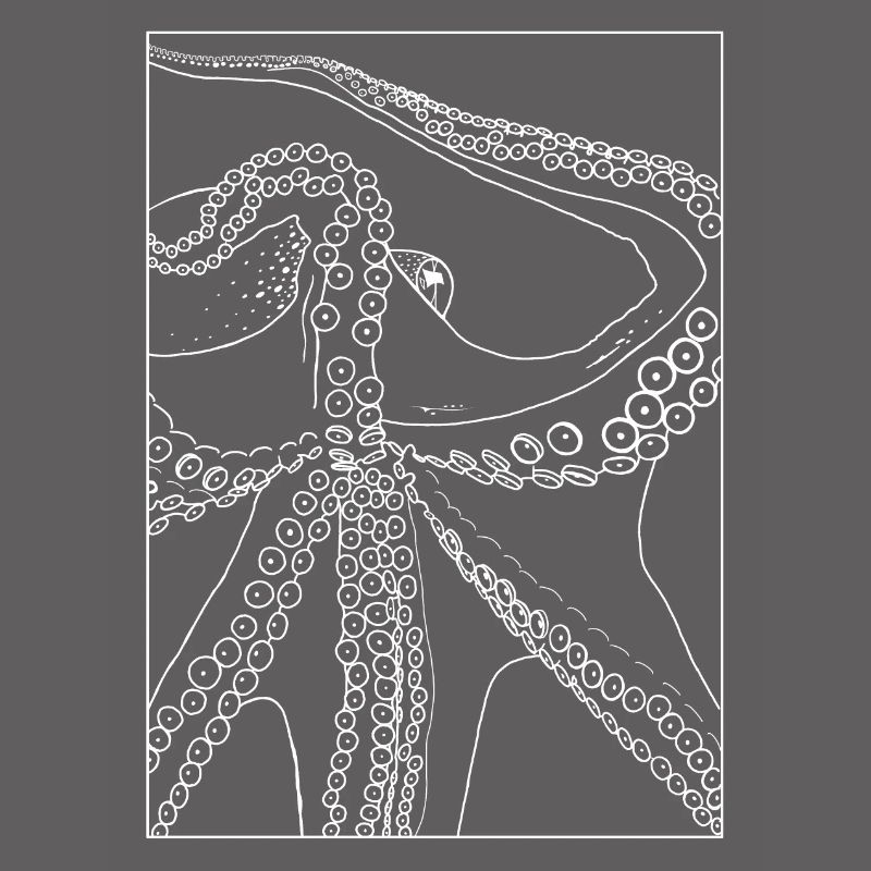 Octopus from below with frame