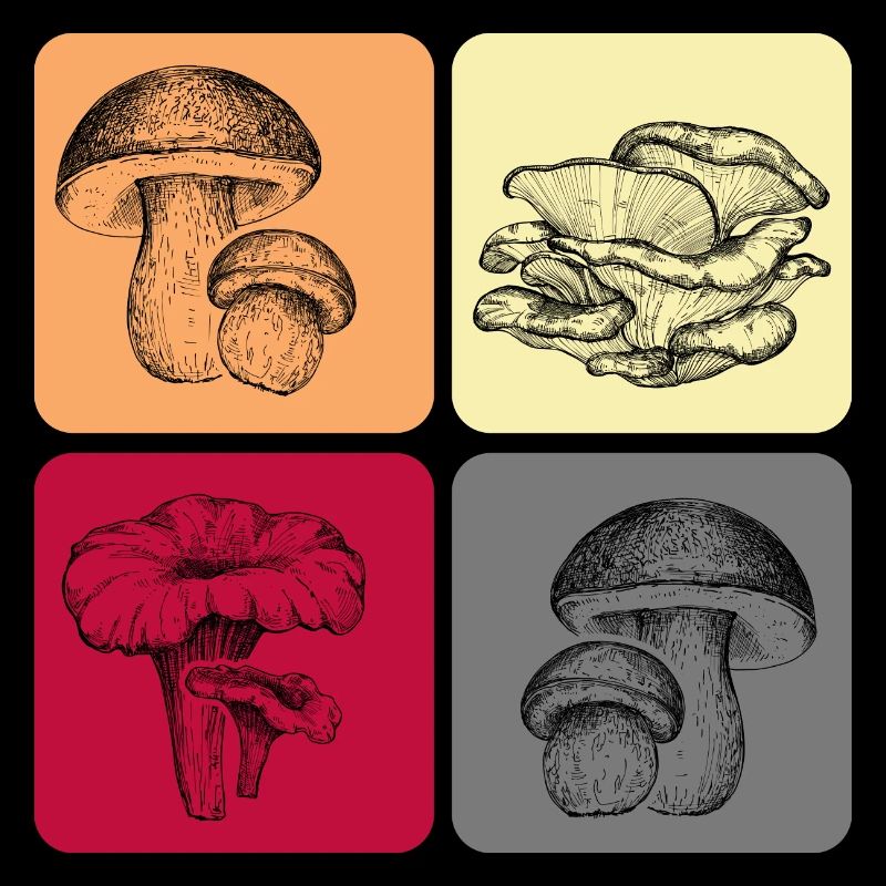 Champignons Connaisseurs de champignons Saison des champignons Cueilleurs de champignons