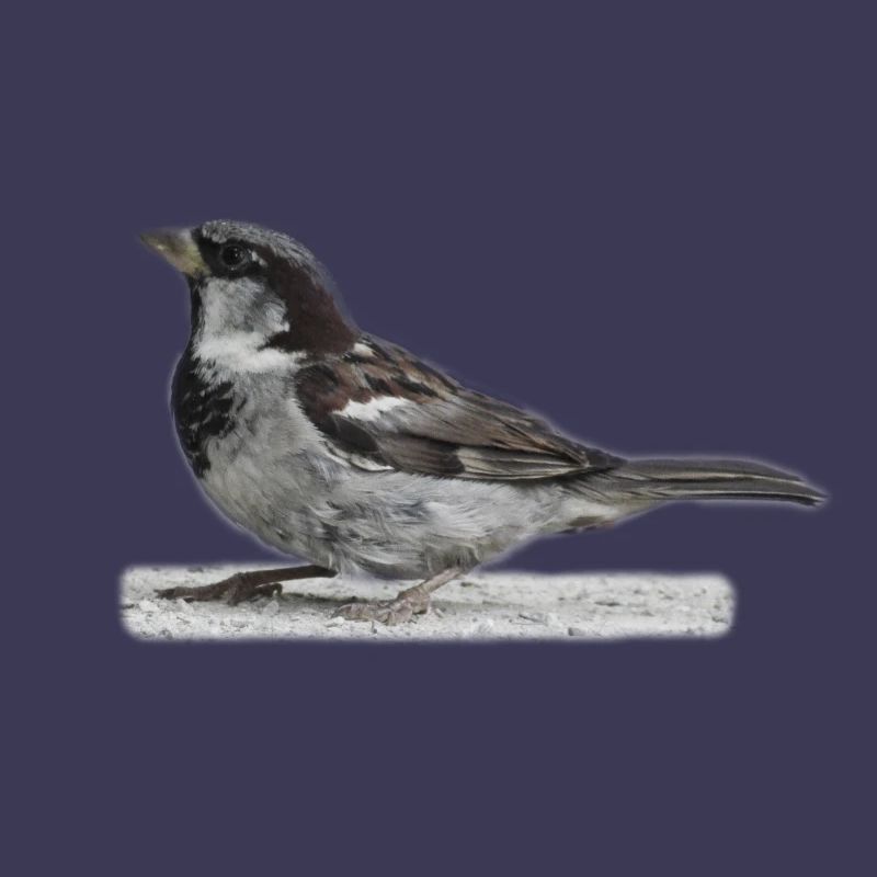 Spatz Vogel