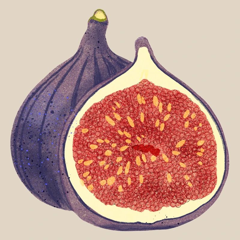 Opened Fig – Fruit Illustration