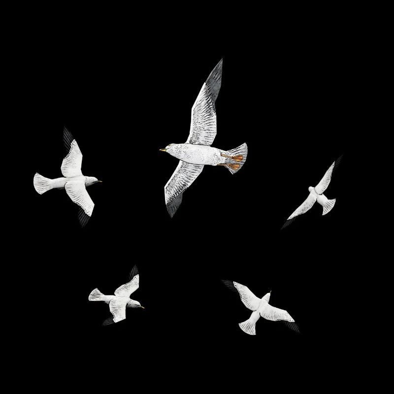 Seemöwen, Möwen, Seeschwalben, Seevögel