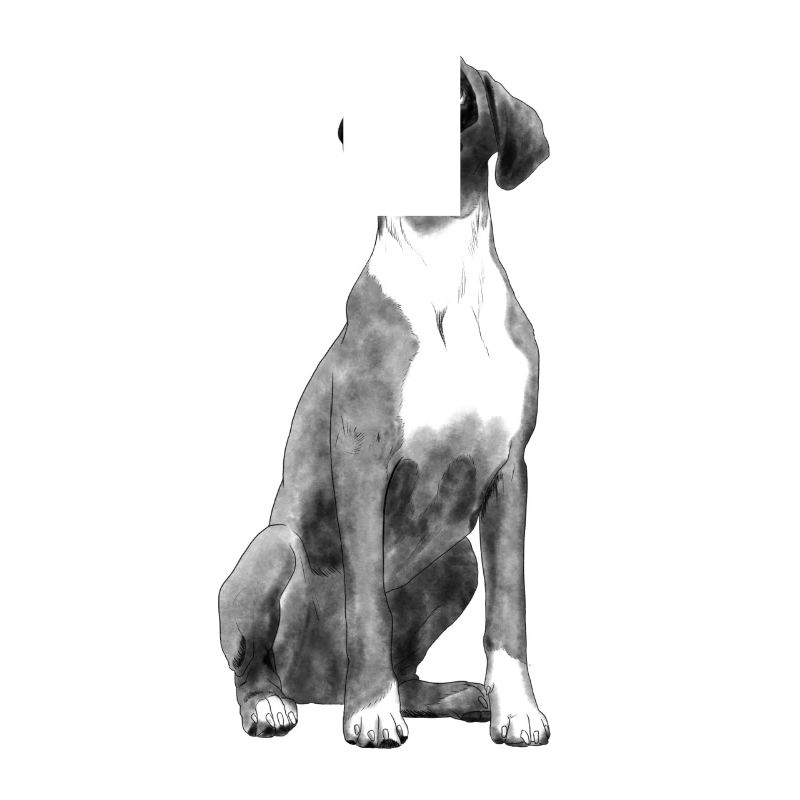 Sitzender Boxer Hund