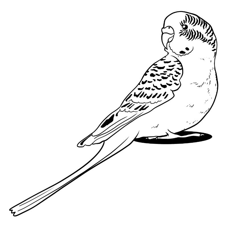Budgerigar