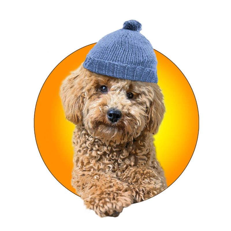 Caniche avec bonnet caniche
